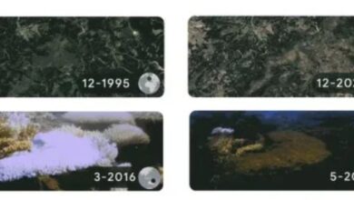 Earth Day 2022 Google Doodle global climate crisis